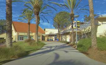Palm trees and buildings
