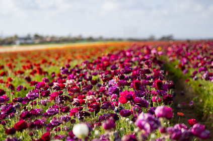 field of purple and red flowers